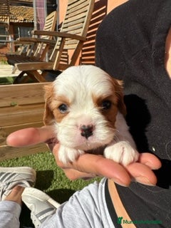 Cavalier King Charles Spaniel perros PROXIMA CAMADA CAVALIERS - Anuncio 6