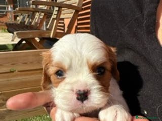 Cavalier King Charles Spaniel perros PROXIMA CAMADA CAVALIERS - Anuncio 13