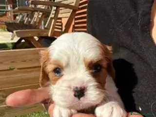 Cavalier King Charles Spaniel perros PROXIMA CAMADA CAVALIERS - Anuncio 27