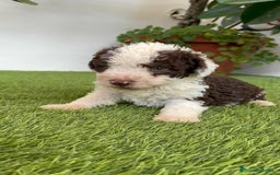 Perro de Agua Español perros en venta: PERRO DE AGUA ESPAÑOL MACHO - Imagen 12