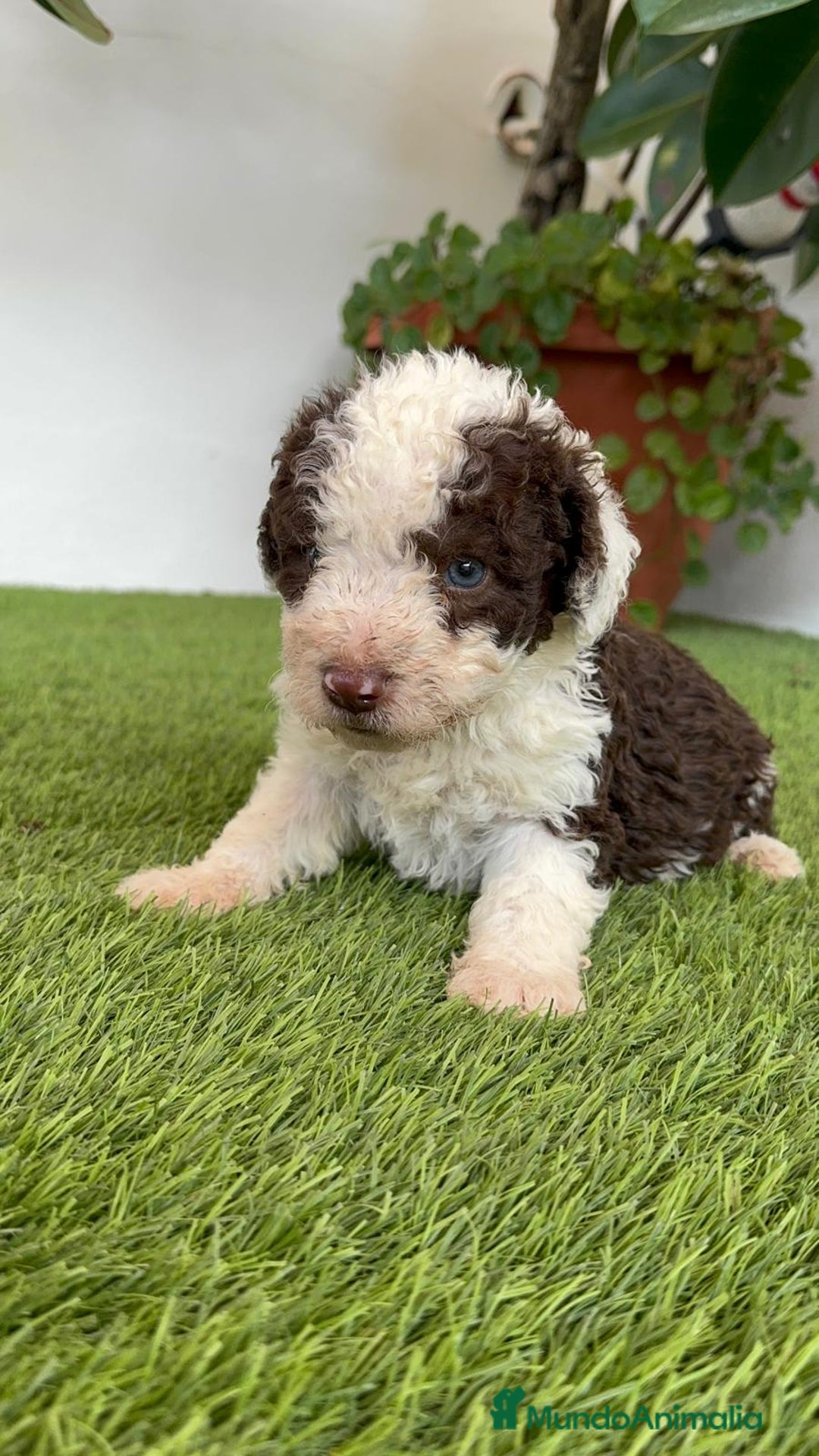 Perro de Agua Español perros en venta: PERRO DE AGUA ESPAÑOL MACHO - Imagen 12