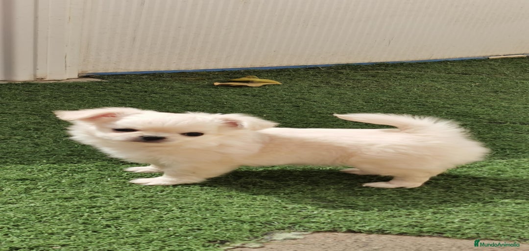 Imagen de galería {{count}}