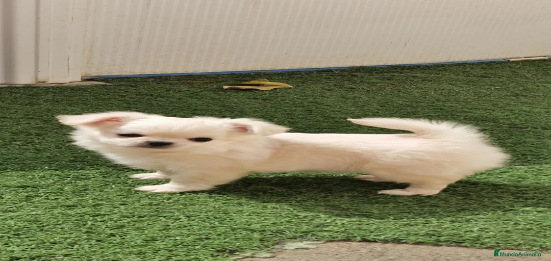 Imagen de galería {{count}}