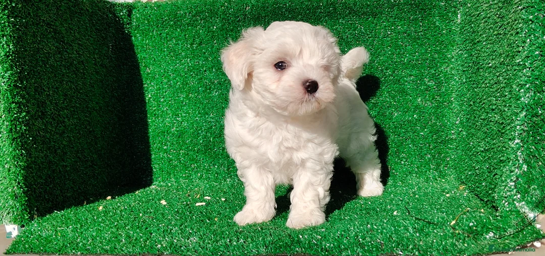 Bichón Maltés perros en venta: Bichón maltés  - Anuncio 9