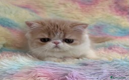 Exótico de Pelo Largo gatos en venta: Gatita  - Imagen 8