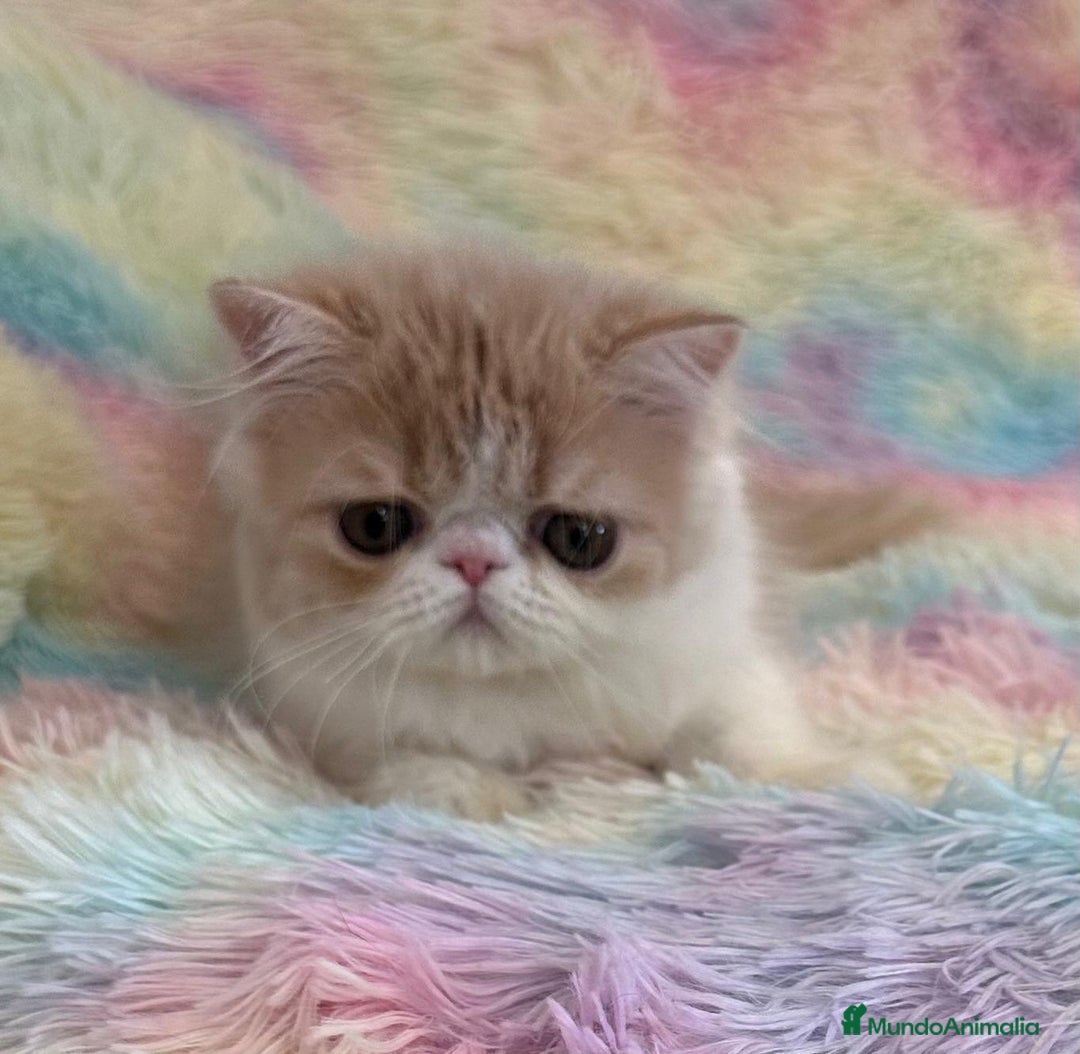 Exótico de Pelo Largo gatos en venta: Gatita  - Imagen 8