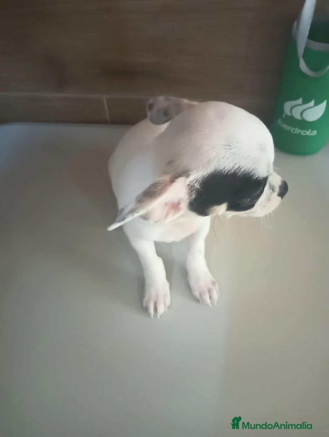 Chihuahua perros en venta: Chihuahua toy  - Anuncio 14