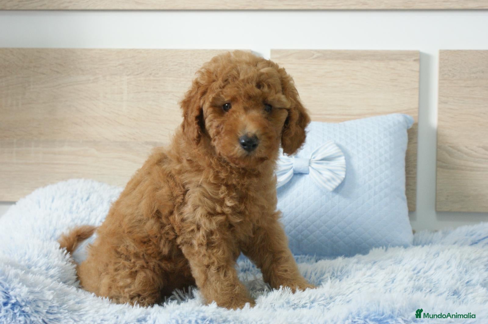 Caniche Enano perros CANICHE ENANO ROJO - Anuncio 4