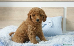 Caniche Enano perros en venta: CANICHE ENANO ROJO - Imagen 1