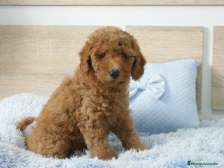 Caniche Enano perros - Anuncio 2