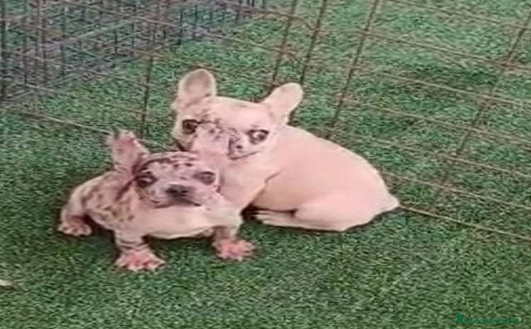 Bulldog Francés perros - Propaganda 1
