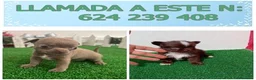 Chihuahua perros en venta: PRECIOSOS CHIHUAHUA RUSO Y ASIÁTICO   - Anuncio 11