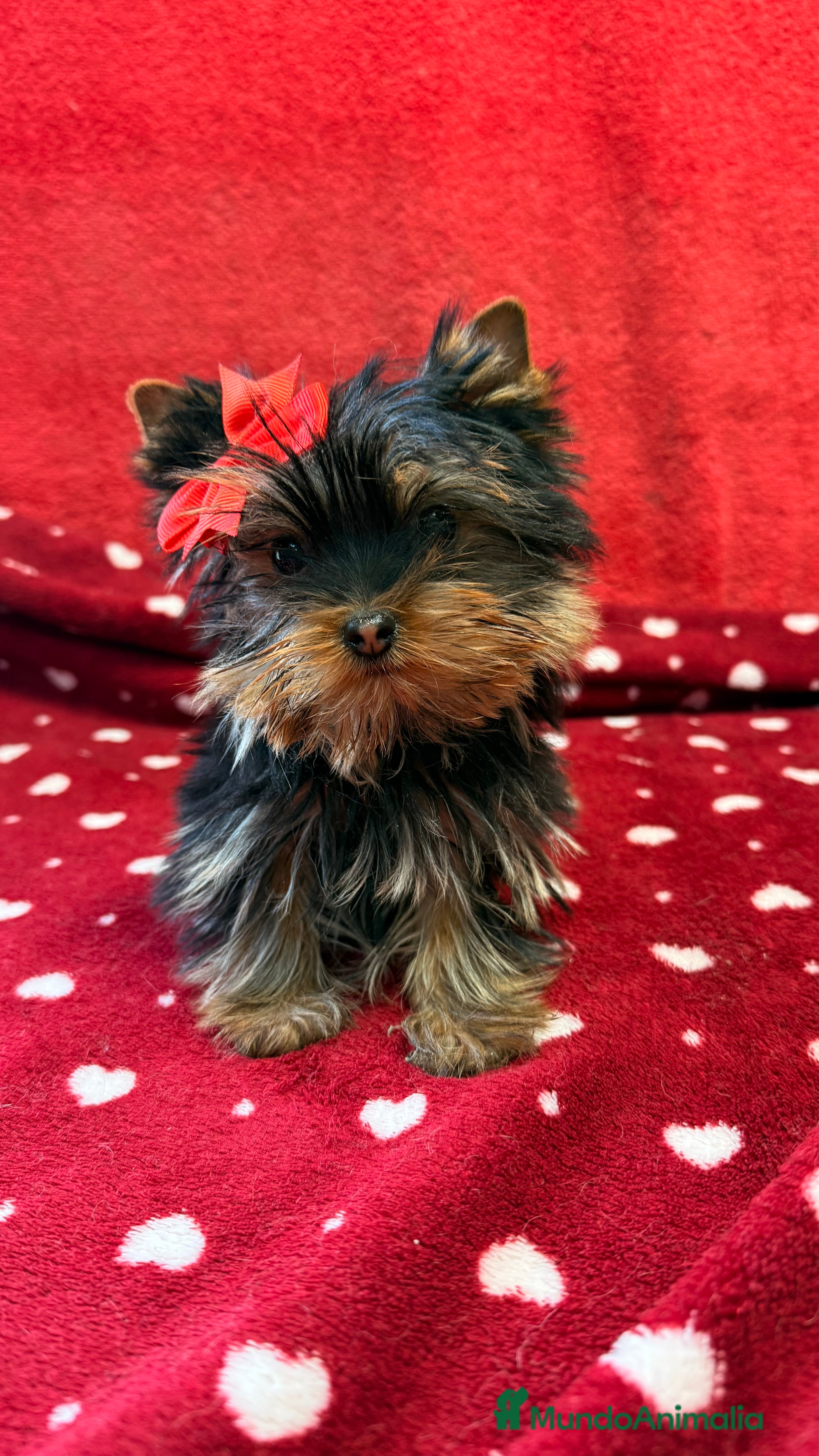 Yorkshire Terrier perros Yorkshire Mini Toy - Anuncio 1