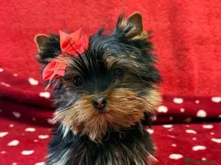 Yorkshire Terrier perros Yorkshire Mini Toy - Anuncio 1