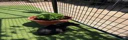 Pastor Belga Malinois perros en venta: PASTOR BELGA MALINOIS - Anuncio 9