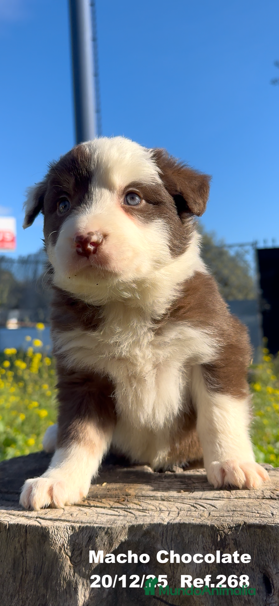 Border Collie perros en venta: BORDER COLLIE DE VILLA BIZNAGA - Anuncio 9