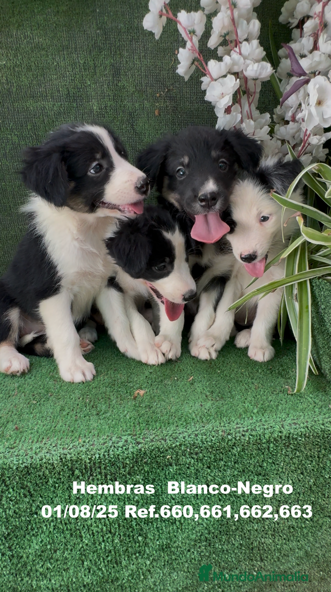 Border Collie perros en venta: Border Collie De Villa Biznaga - Imagen 23