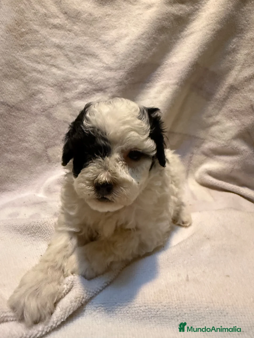 Caniche Toy perros en venta: CANICHE PARTICOLOR - Anuncio 8