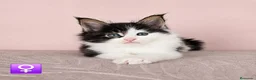 Maine Coon gatos en venta: Camada de Gatitos Maine Coon - Anuncio 2