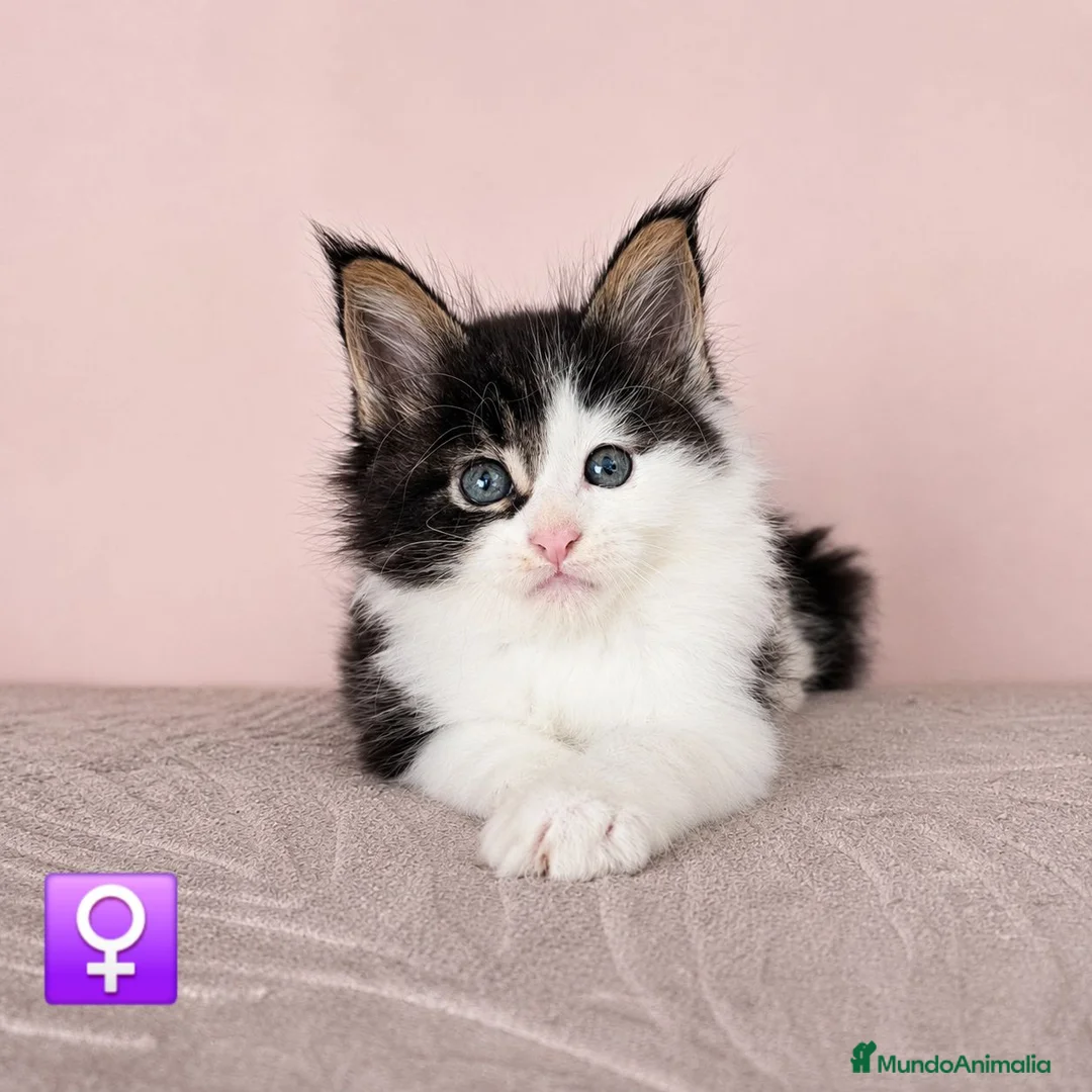 Maine Coon gatos en venta: Camada de Gatitos Maine Coon - Anuncio 2