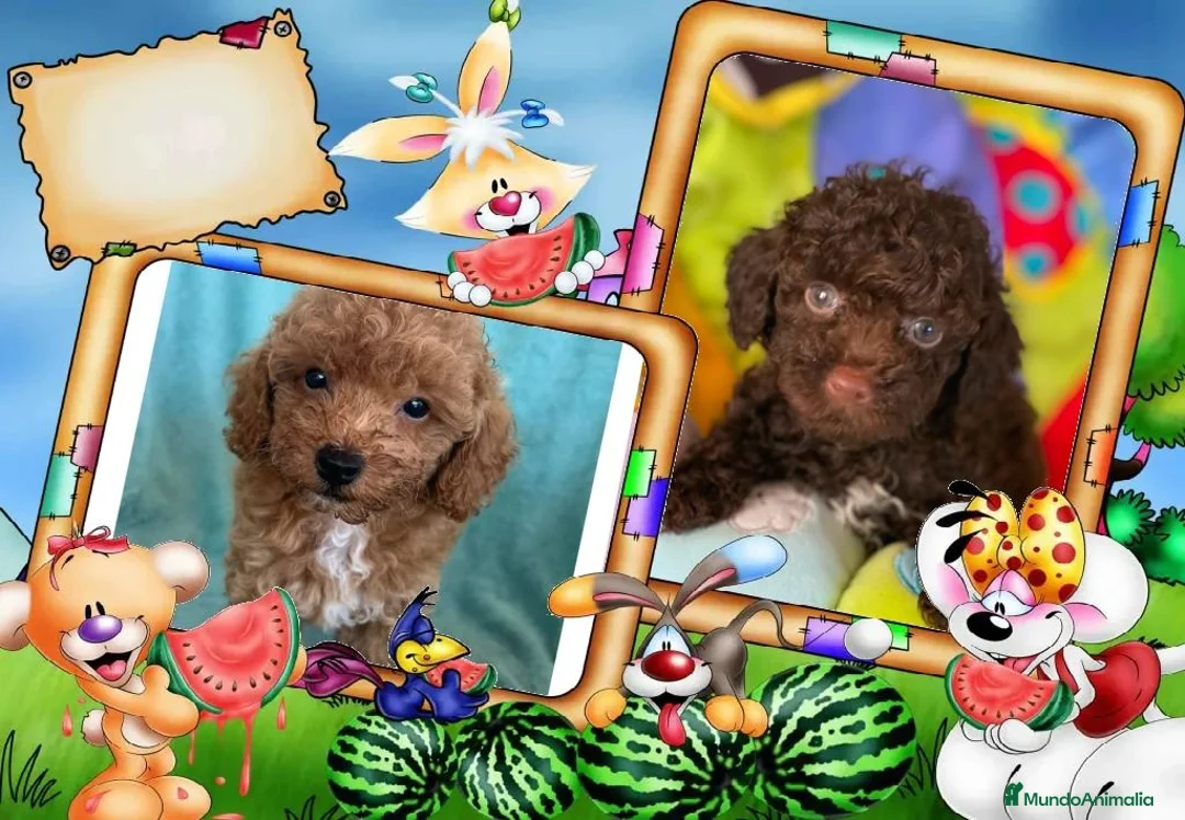 Caniche Toy perros en venta: Oportunidad, caniche toy - Anuncio 1
