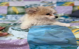 Pomerania perros en venta: Preciosa pomerania hembra - Imagen 6
