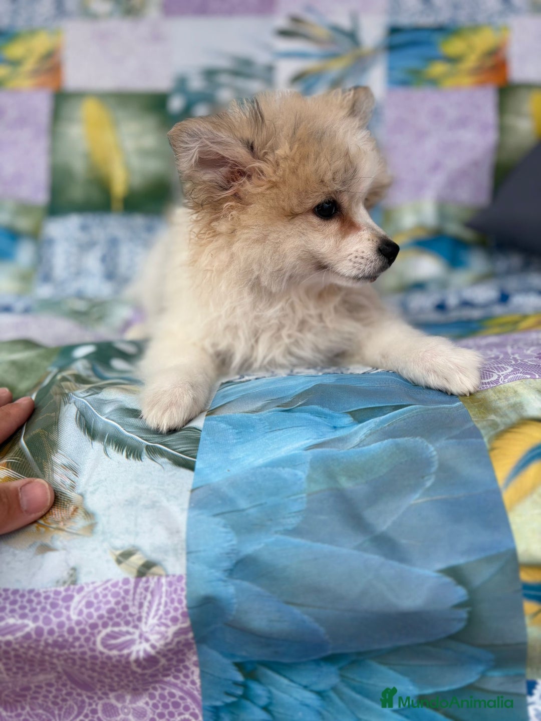 Pomerania perros en venta: Preciosa pomerania hembra - Imagen 6