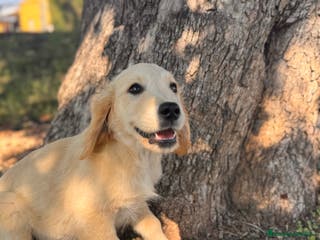 Golden Retriever perros GOLDEN RETRIEVER GARANTIA Y PRUEBAS GENÉTICAS - Anuncio 2