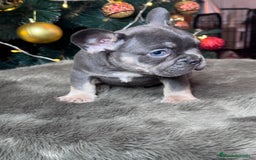 Bulldog Francés perros en venta: BULLDOG FRANCÉS /// LO MEJOR DE LO MEJOR  - Anuncio 4