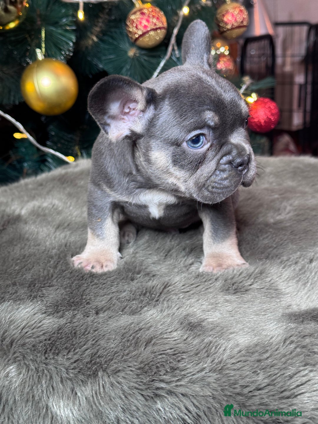 Bulldog Francés perros en venta: BULLDOG FRANCÉS /// LO MEJOR DE LO MEJOR  - Anuncio 4