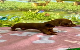 Teckel Miniatura perros en venta: Teckel mini chocolate  - Anuncio 2