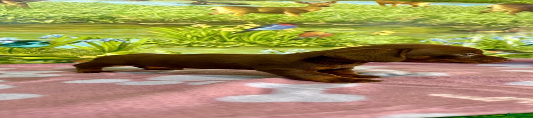 Teckel Miniatura Cachorro 1