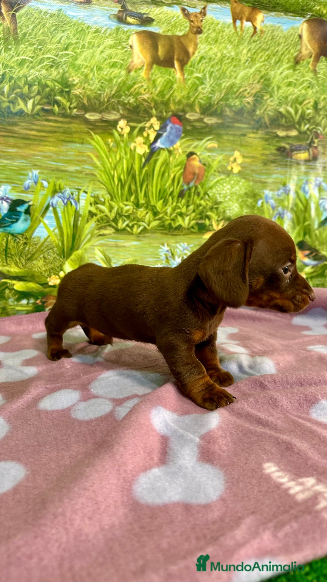 Teckel Miniatura perros en venta: Teckel mini chocolate  - Anuncio 2