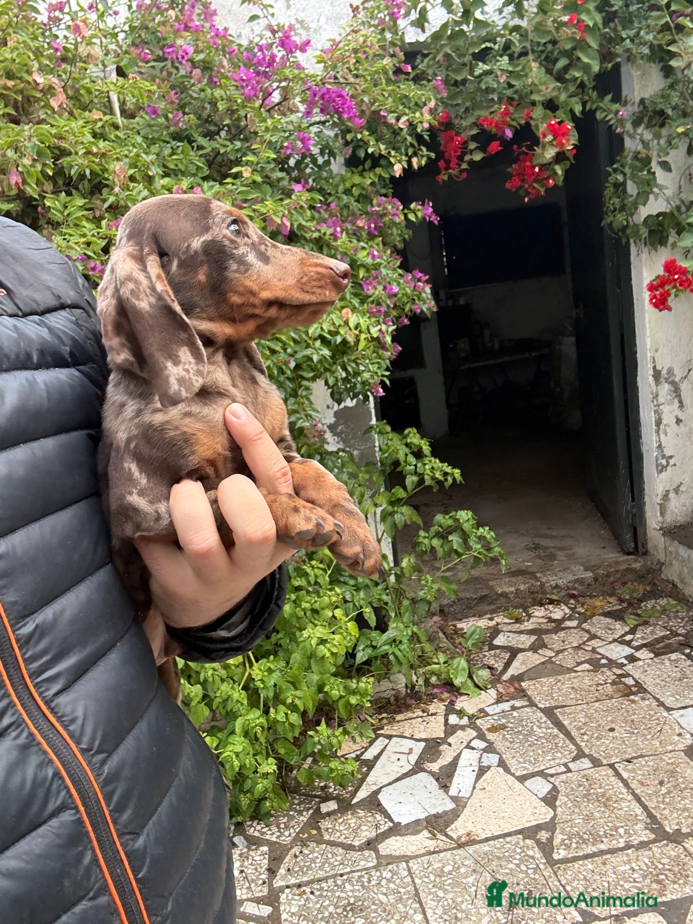 Teckel perros Teckels mini y kaninchen  - Anuncio 5