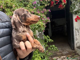 Teckel perros Teckels mini y kaninchen - Anuncio 2