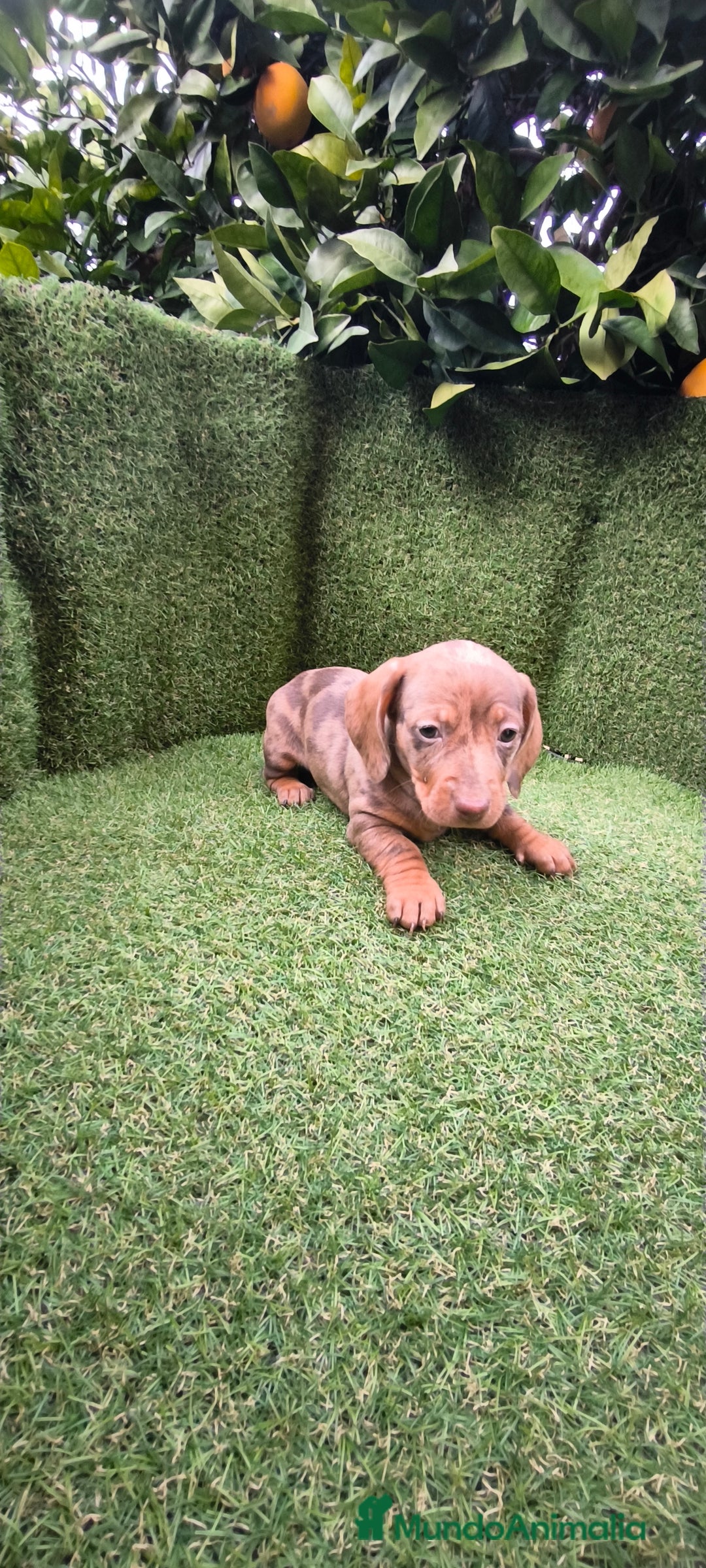 Teckel Miniatura perros en venta: camada teckel arlequín y todos los colores  - Anuncio 8