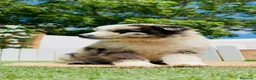 Border Collie perros en venta: BORDER COLLIE HEMBRA - Anuncio 8