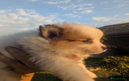 Spitz pequeño - Kleinspitz perros en venta: Kleinspitz pomerania  - Imagen 4