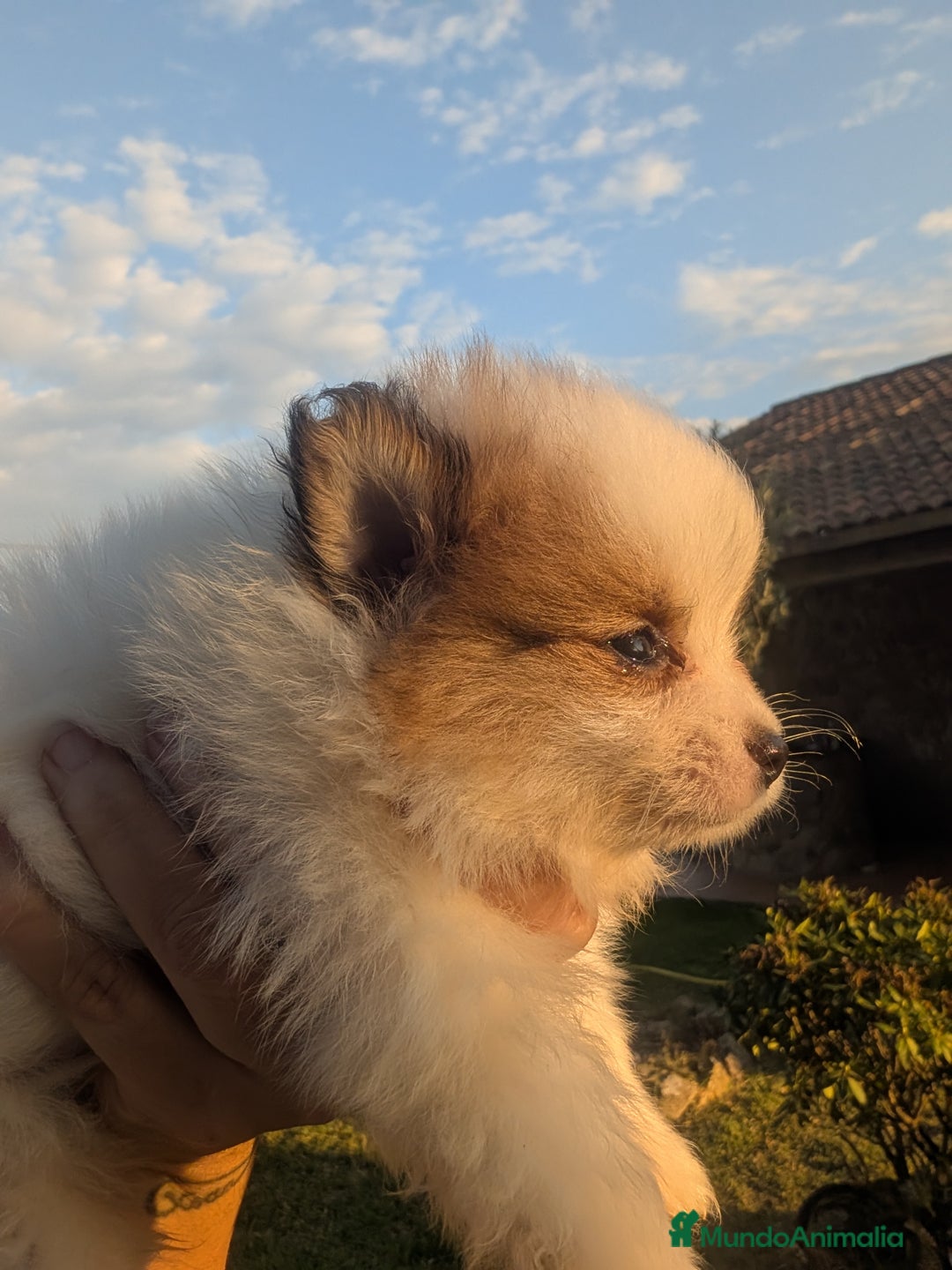 Spitz pequeño - Kleinspitz perros en venta: Kleinspitz pomerania  - Imagen 4