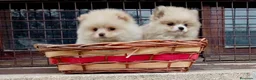 Pomerania perros en venta: Pomerania toy - Anuncio 5