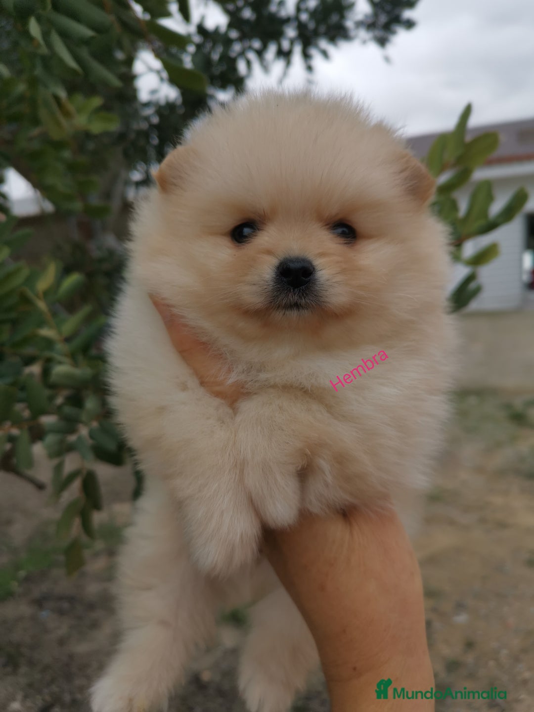Pomerania perros en venta: Pomerania hembra  - Anuncio 1