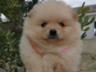 Pomerania perros Pomerania hembra - Anuncio 31