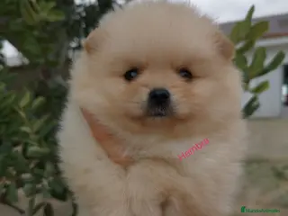 Pomerania perros Pomerania hembra - Anuncio 5