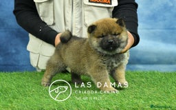 Shiba Inu perros en venta: SHIBA INU DISPONIBLES - Anuncio 2