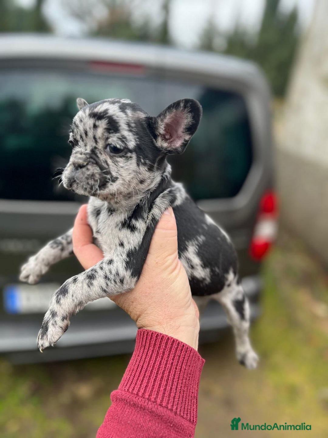 Bulldog Francés perros en venta: Espectacular macho de Bulldog Frances merle - Anuncio 1