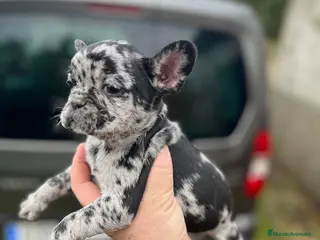 Bulldog Francés perros Espectacular macho de Bulldog Frances merle - Anuncio 21