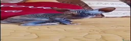 Sphynx gatos en venta: Hembrita tortuga  - Anuncio 2