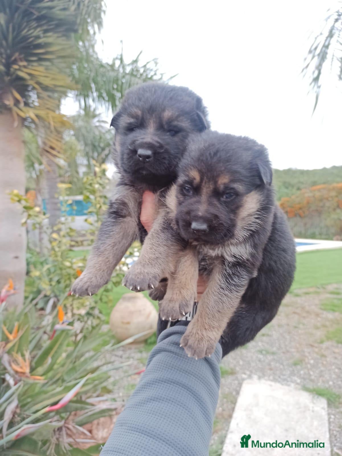 Pastor Alemán perros 🐾 ¡Hermoso pastor alemán busca un nuevo hogar! 🐾 - Anuncio 1