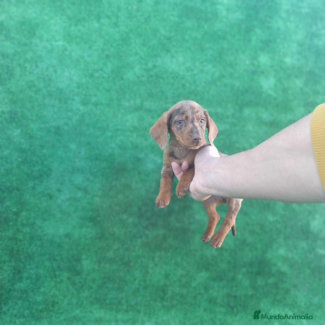 Teckel perros en venta: TECKEL MINIATURA ARLEQUIN  - Anuncio 1