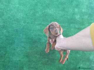 Teckel perros TECKEL MINIATURA ARLEQUIN - Anuncio 14